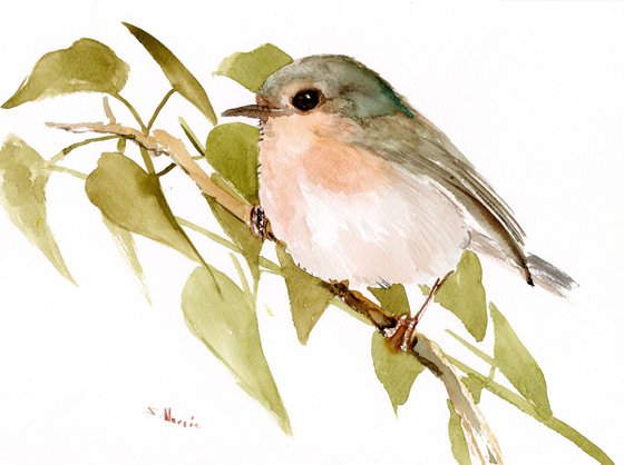 Robin Bird