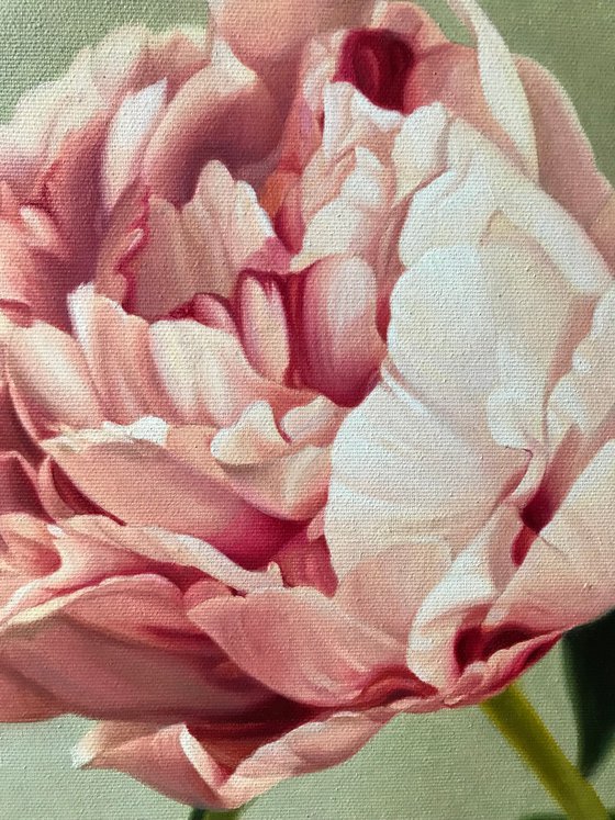 PINK PEONY