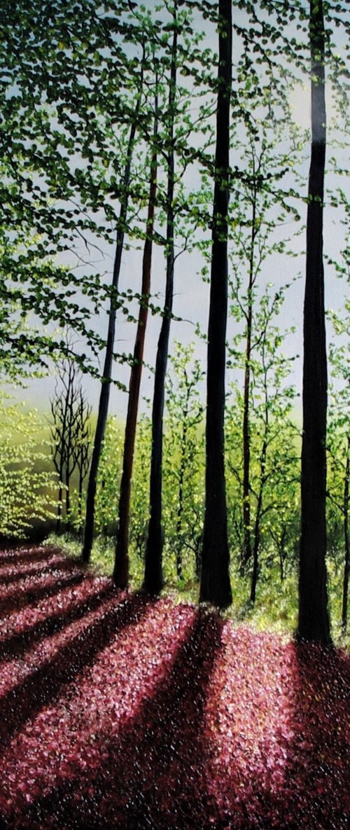 Shadows Across the Forest Floor by Hazel Thomson