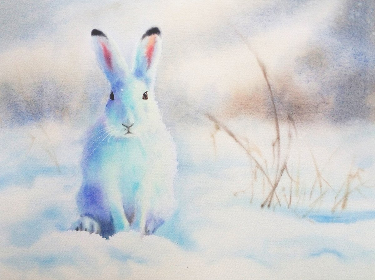 Sunny Bunny - arctic hare - mountain hare - blue hare - tundra hare - variable hare - whit... by Olga Beliaeva Watercolour