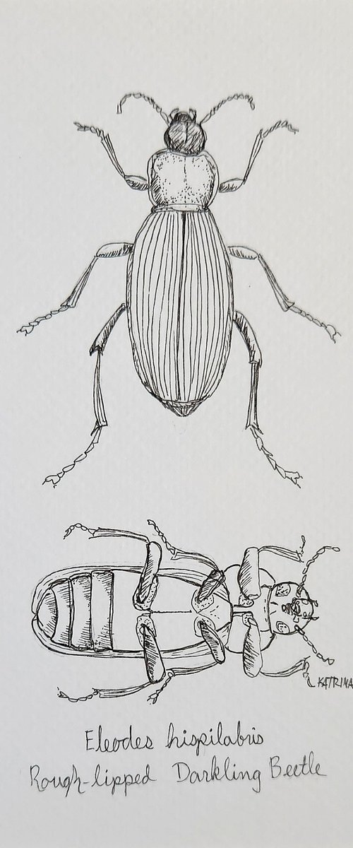 Rough-lipped Darkling Beetle by Katrina Case