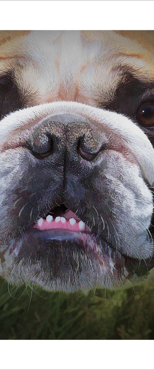Bulldog Smiler by Martin  Fry