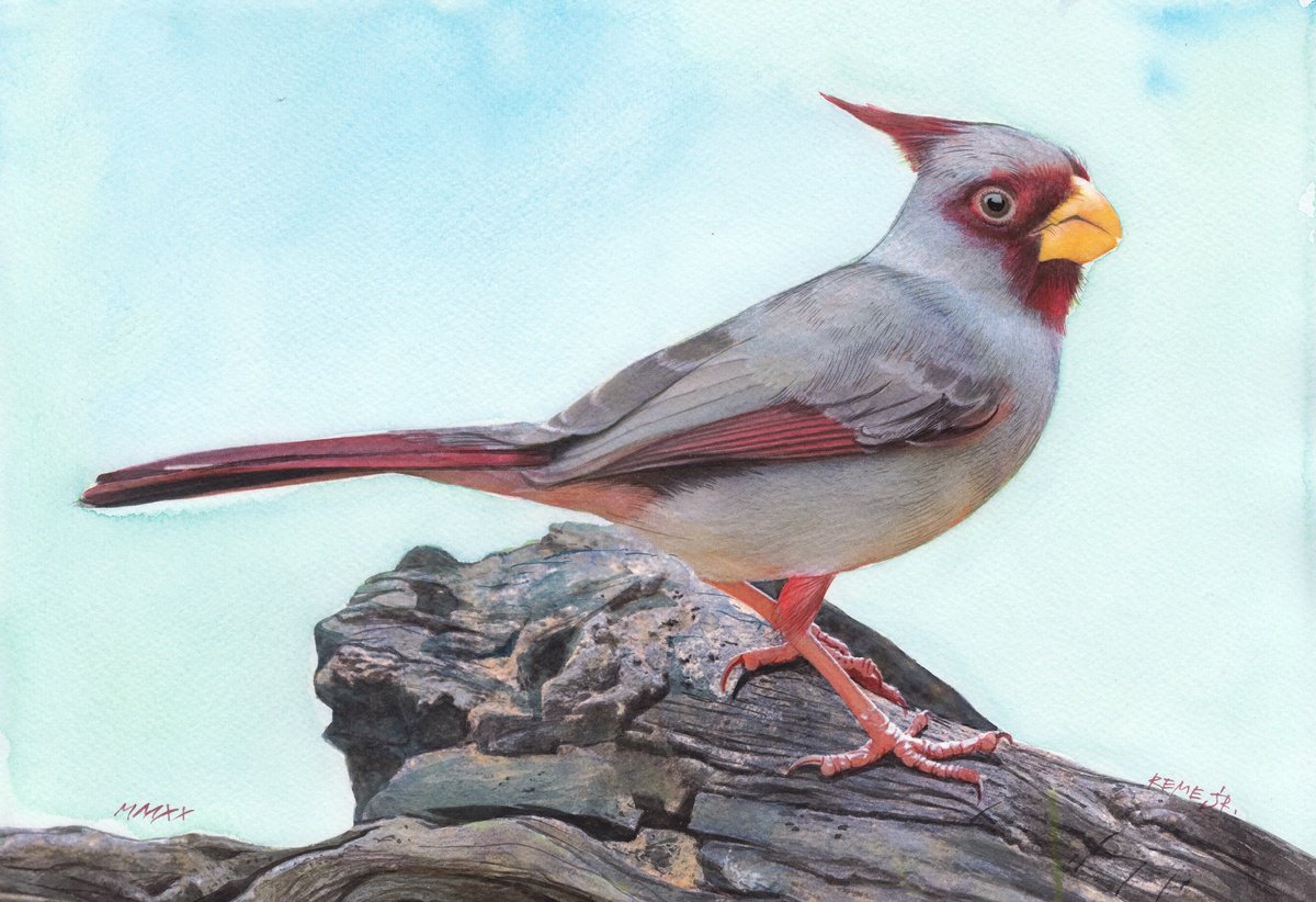 Photorealistic Animal Watercolour By Reme Jr., 14 X 9", Parrot - Bird Lxxviii, Original Artwork