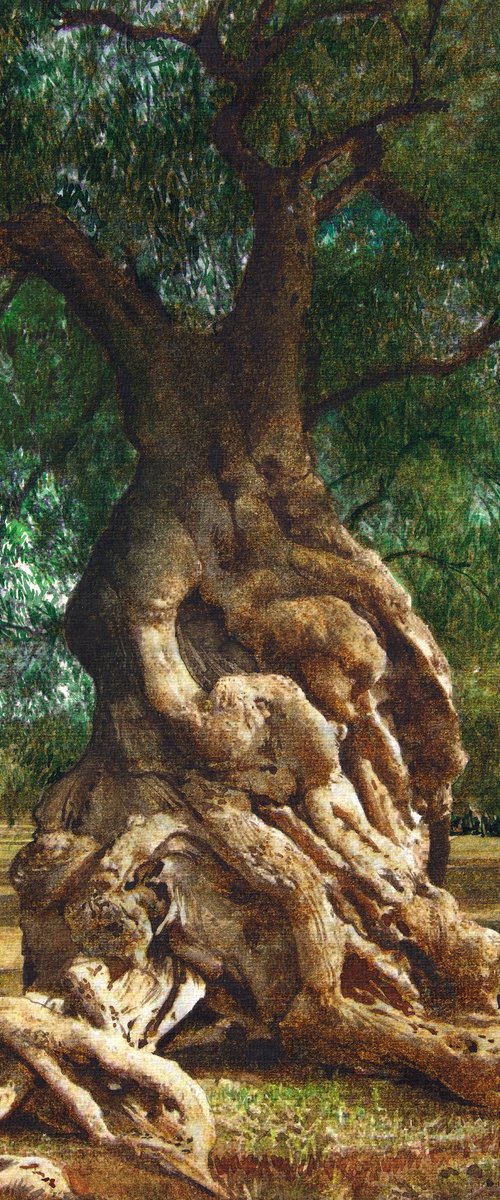 Olive Tree on Greek Island Thassos by REME Jr.