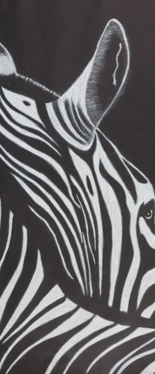 Zebra by Ruth Searle