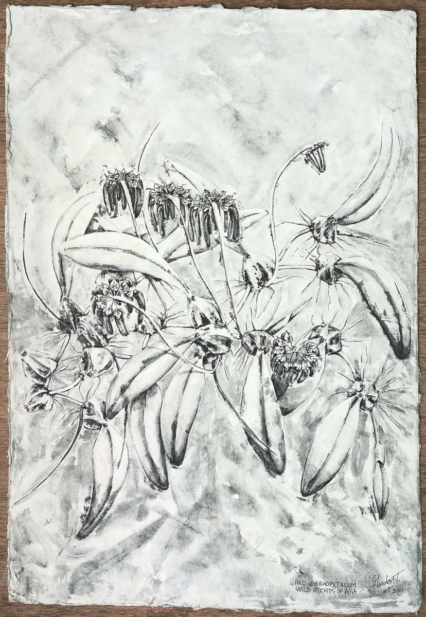 Expressive Botanical Acrylic Painting By Gordon T., 22 X 31, Red Cirrhopetalum, Wild Orchids If Asia, Original Artwork