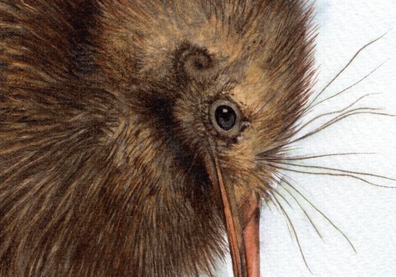 KIWI BIRD CCXV