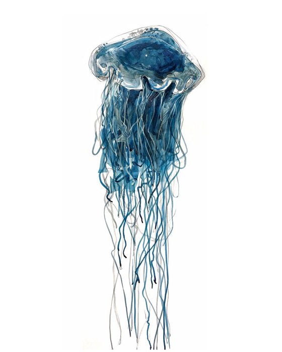 Blue lion's mane jellyfish