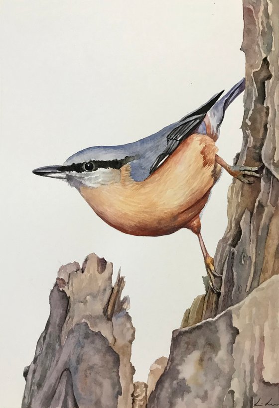 Nuthatch on Broken Branch