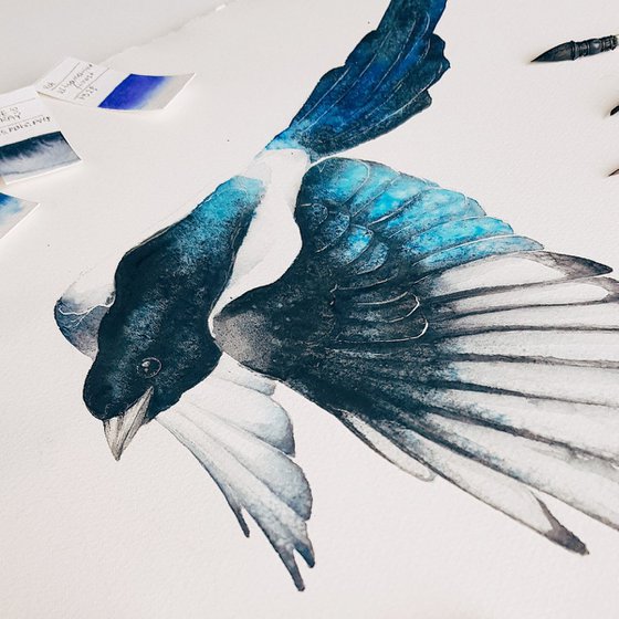 Magpie bird, wildlife, birds watercolours