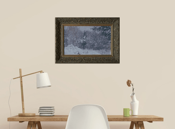 Snow-covered pine trees in Kuzminki Park