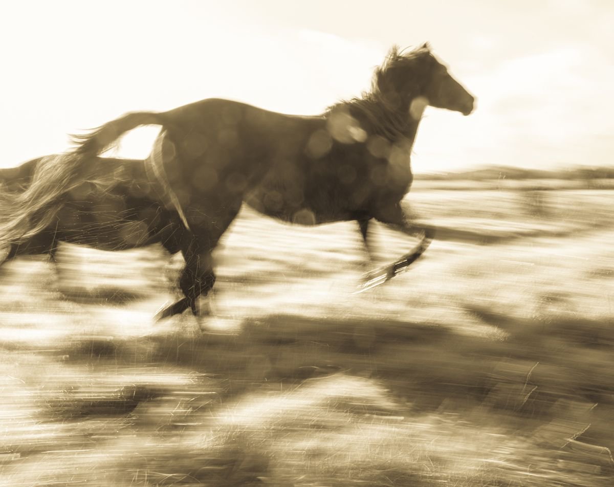 GALLOPING by Andrew Lever
