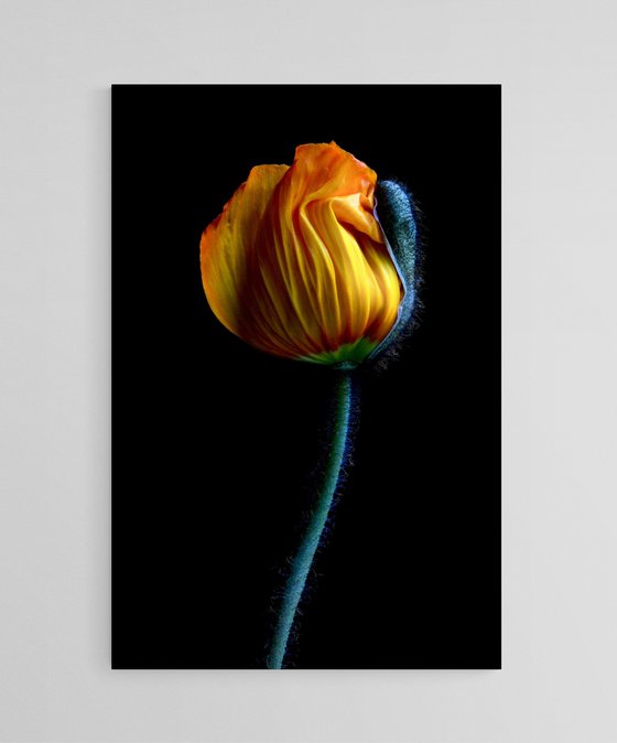 Yellow Poppy Bud
