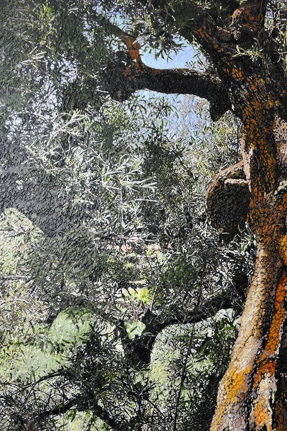 Olive tree, Kerion, Zakintos