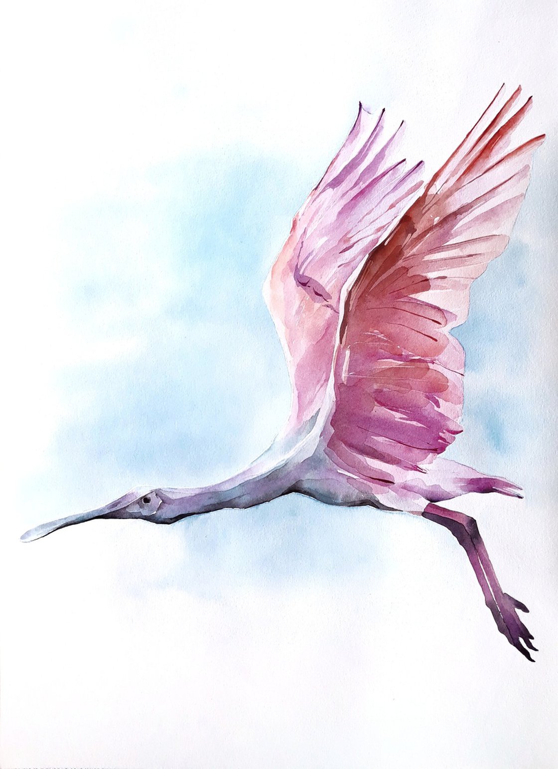 Popular Roseate Spoonbill Watercolor Painting