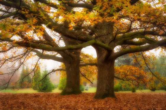 Oak trees