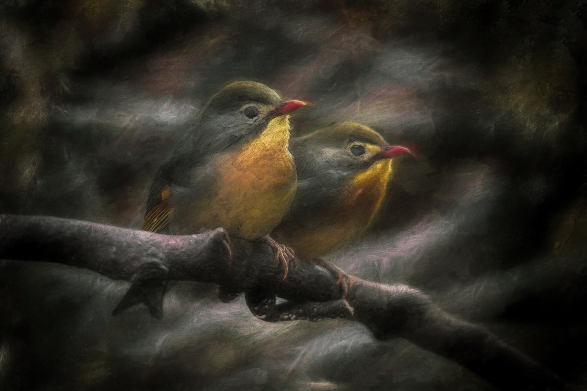 Exotic Robins Textured by Paul Nash