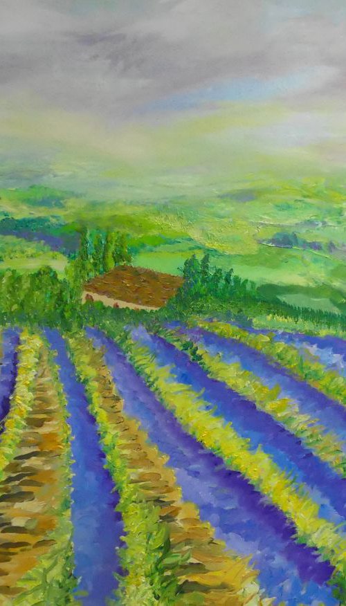 Lavender Fields by Lesley Blackburn