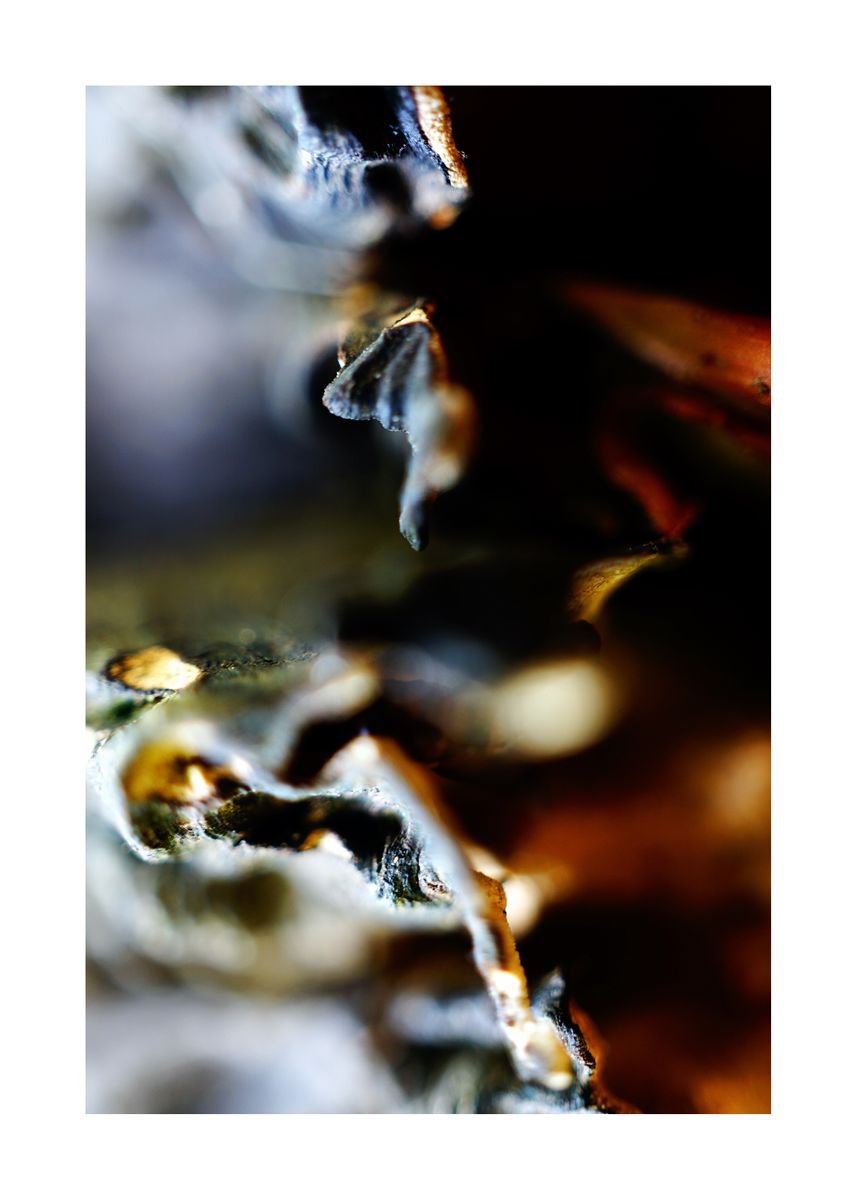 Abstract Nature Photography 99 (LIMITED EDITION OF 15) by Richard Vloemans