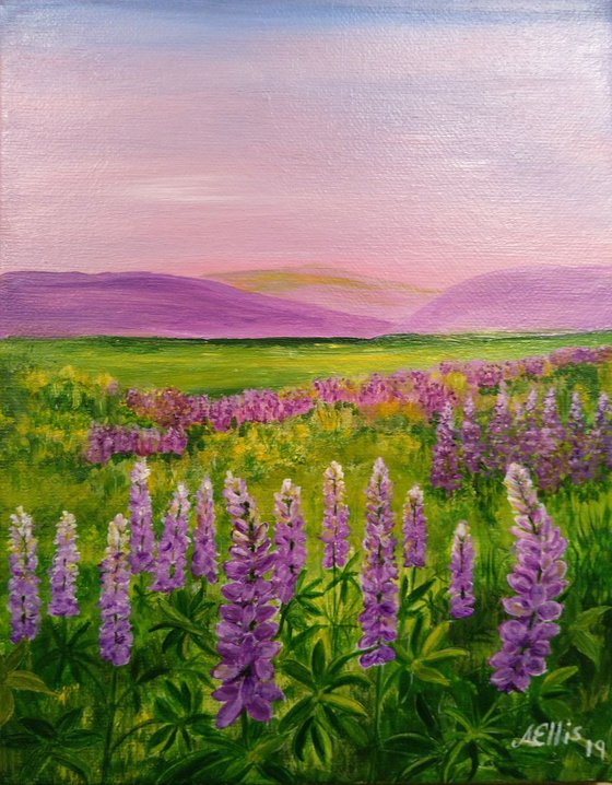 Field of Lupins