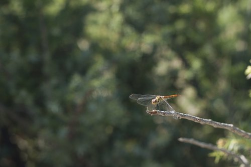 Dragonfly no.3 by Mattia Paoli