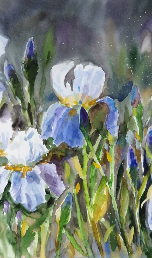 Twilight Irises by Ann Krasikova
