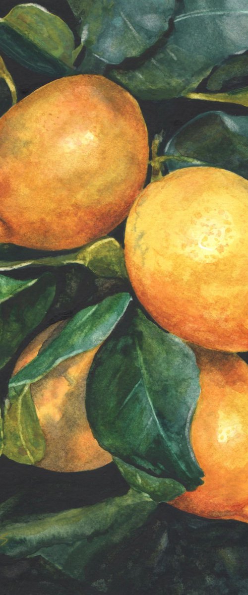 Study of Lemons by Sarah Stowe
