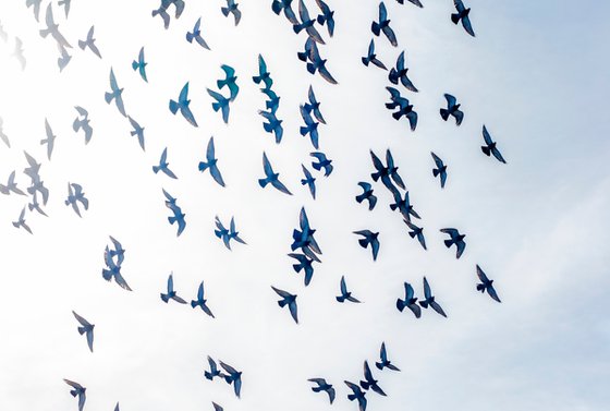 Birds #1