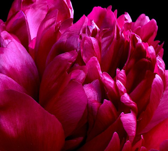 Red Peony Flower