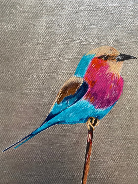 Lilac breasted roller on silver background