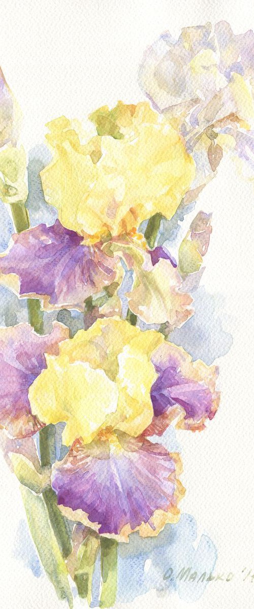 Irises / Lilac yellow flowers Floral watercolor by Olha Malko