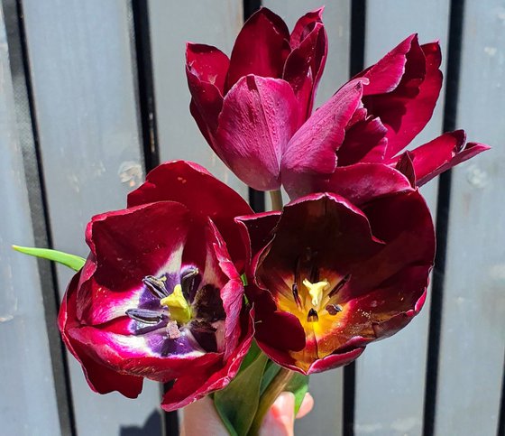 Spring, Love and tulips ❤️