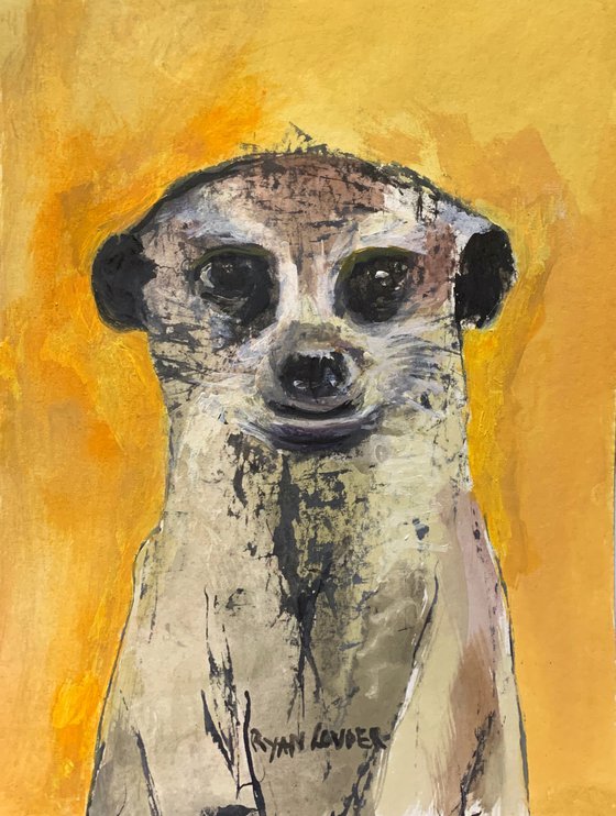 Meerkat Picture