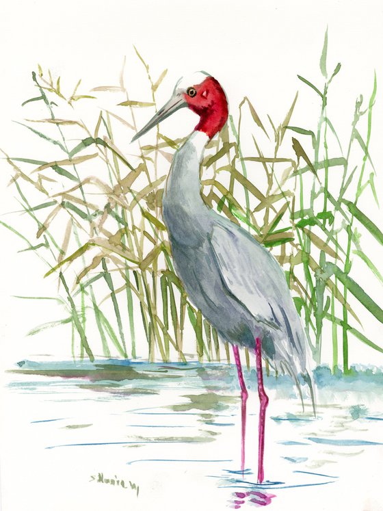 Sarus Crane