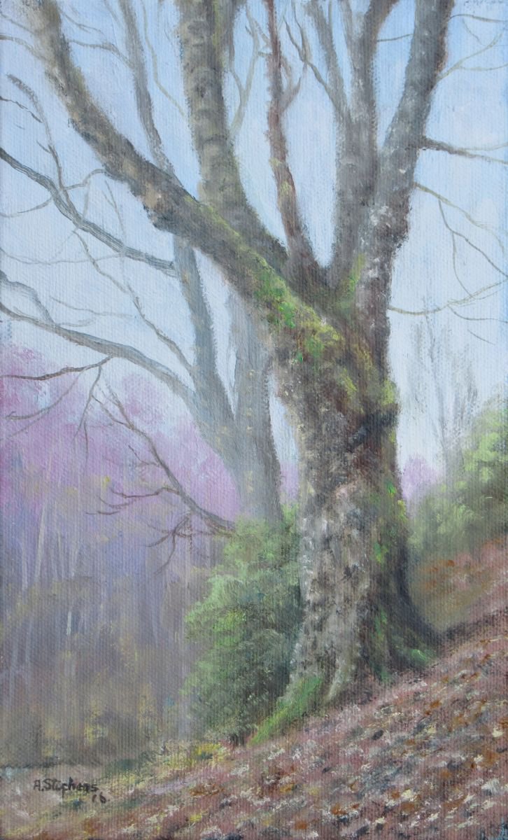 tree study by Alan Stephens
