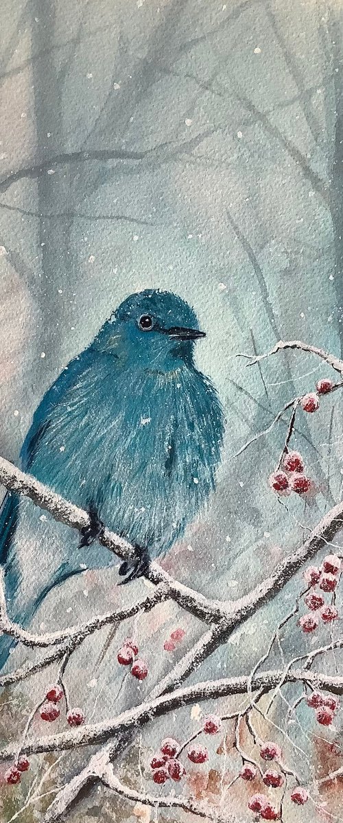 Mountain Bluebird by Darren Carey