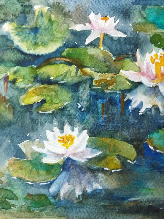 Water lily pond