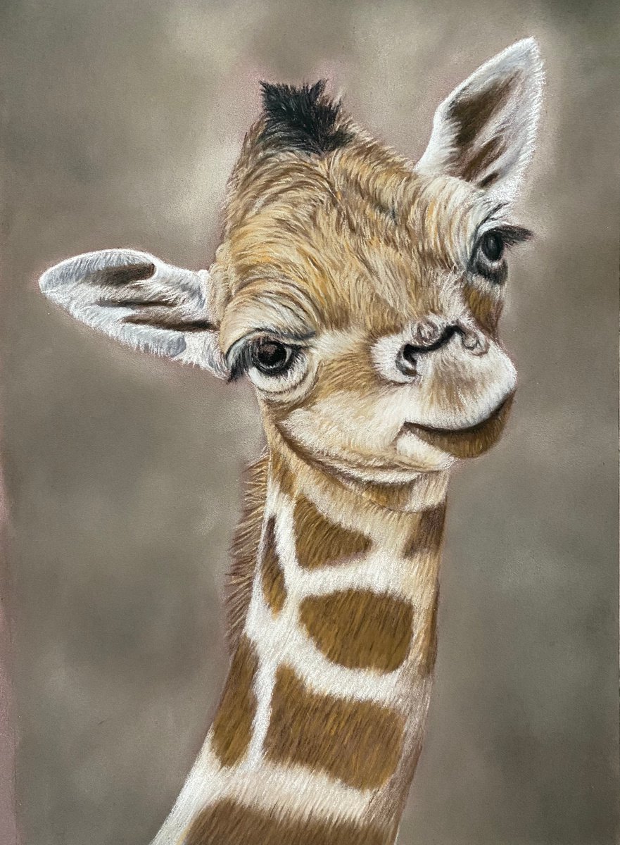 Young giraffe by Maxine Taylor