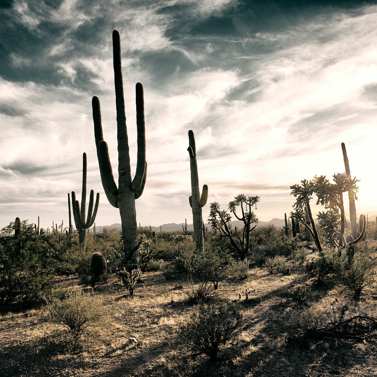 Photorealistic Landscape Photograph By Heike Bohnstengel, 12 X 12, Saguaro Cactus, Sonoran Desert, Original Artwork