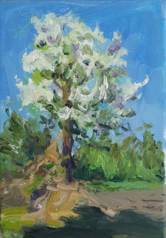 Pear tree