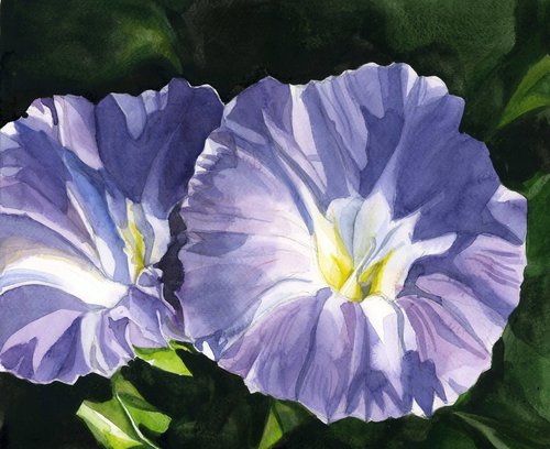 double morning glory watercolor by Alfred  Ng
