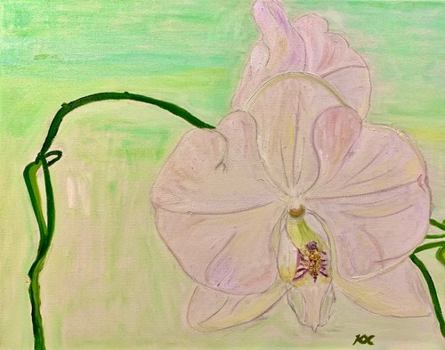 Spring in full bloom: Orchid detail by Kat X