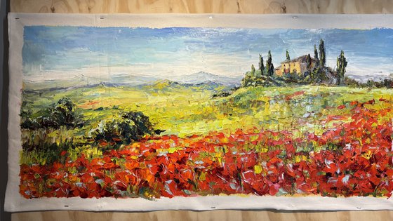 "Poppies of Tuscany.Sunny day."