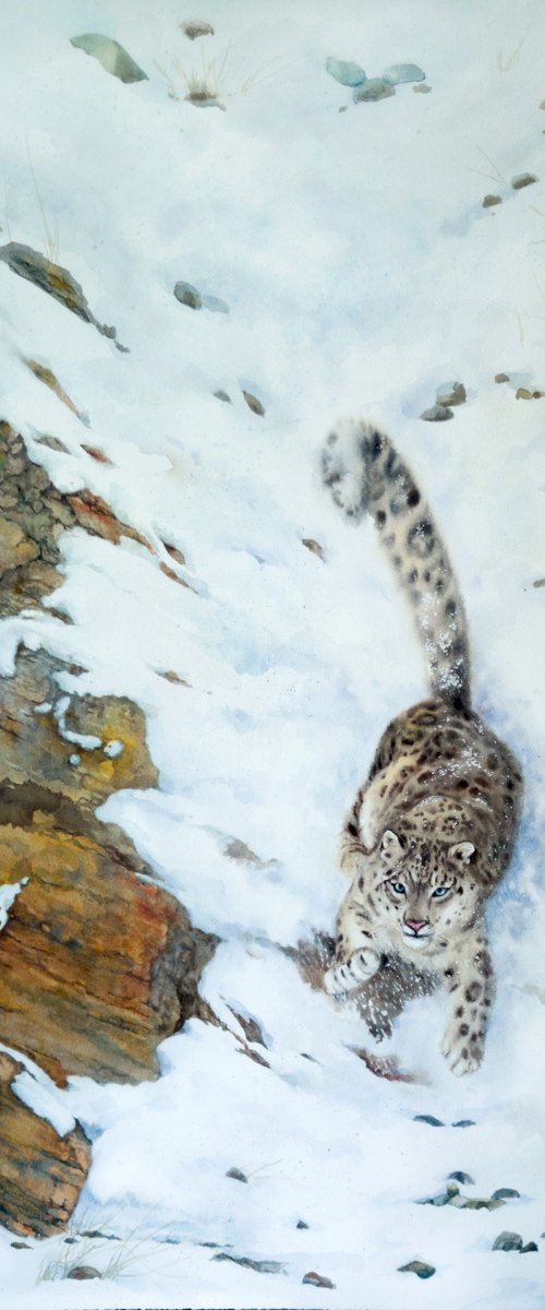 Snow Leopard on Mountain side by Olga Beliaeva Watercolour