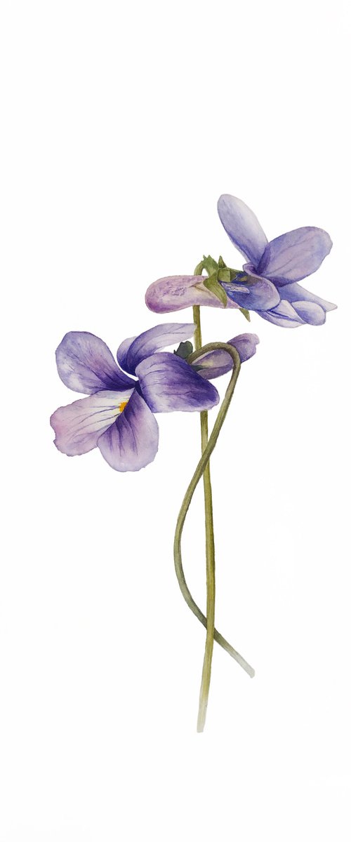Violets. Original watercolour work. by Nataliia Kupchyk