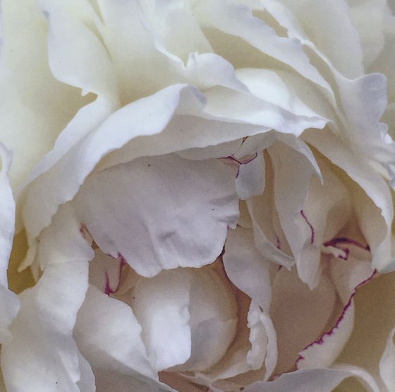 White Peony with Red Edges