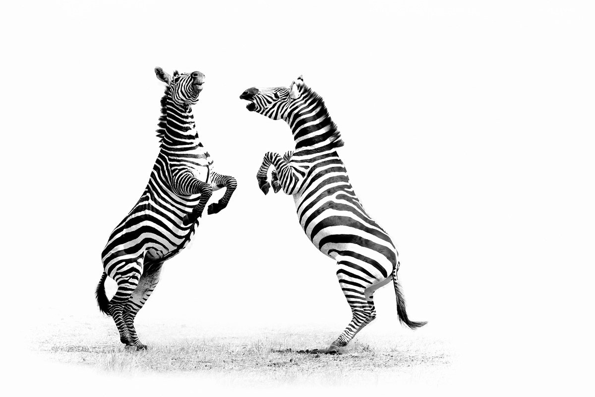 Sparring Zebras by David DesRochers
