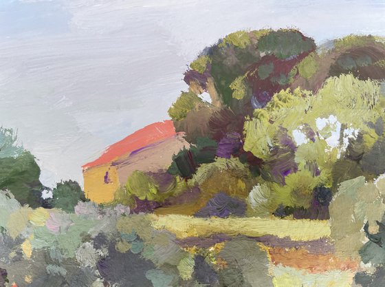 Olive trees in the poppy field . Occitanie.