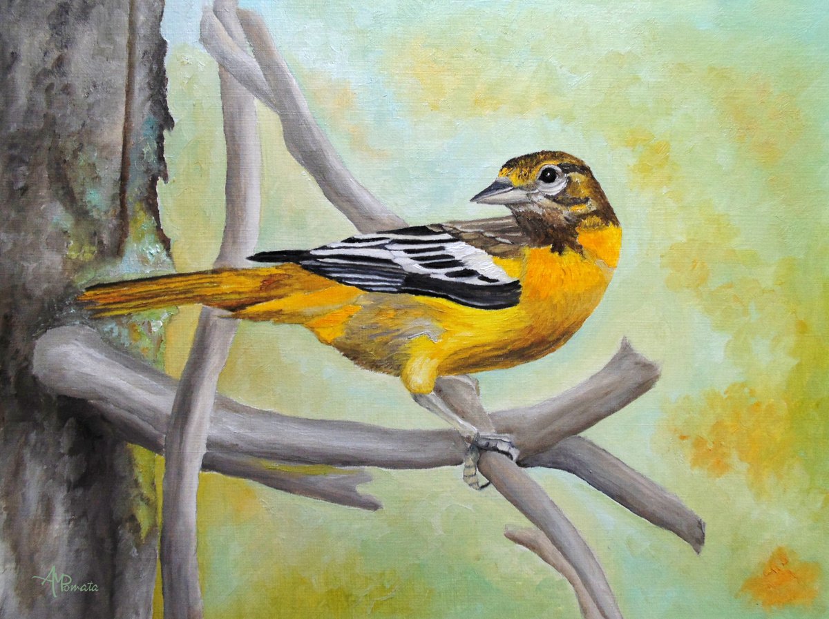 Baltimore Oriole By Angeles M. Pomata, 13 X 10, Artwork For Sale On Artfinder