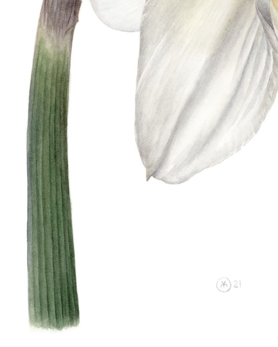 Daffodil, Back View